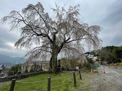 開花状況：4月5日