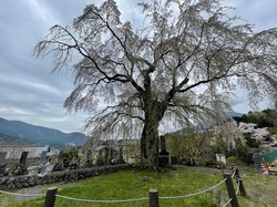 開花状況：4月8日