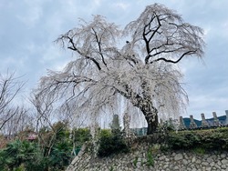 開花状況：3月31日