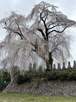開花状況：4月2日