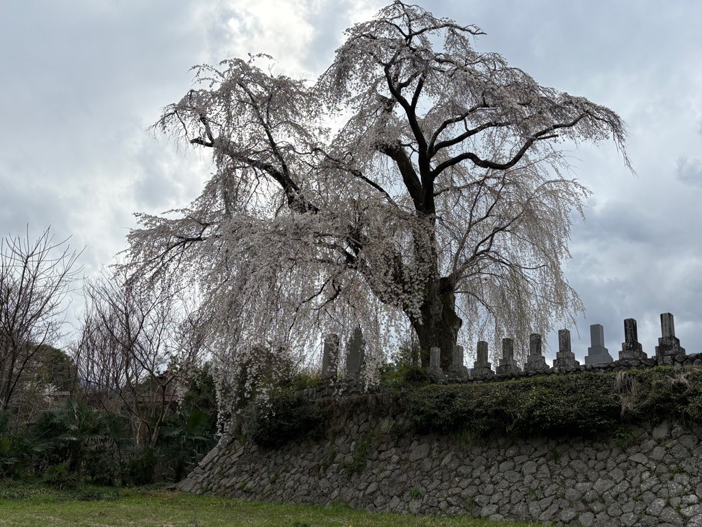 開花状況：4月4日