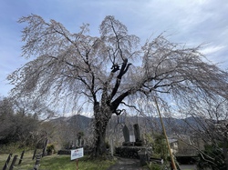 イトザクラ20260319