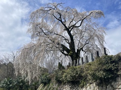 イトザクラ20260326