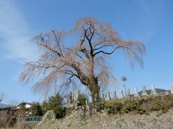 3月22日の原間のイトザクラの開花状況