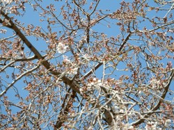 3月22日の原間のイトザクラの開花状況