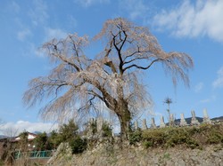 3月25日の原間のイトザクラの開花状況