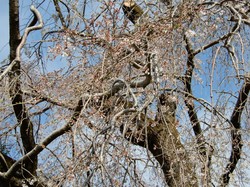 3月25日の原間のイトザクラの開花状況