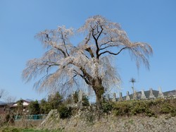 3月27日の原間のイトザクラの開花状況