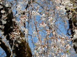 3月27日の原間のイトザクラの開花状況