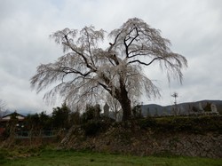 3月29日の原間のイトザクラの開花状況