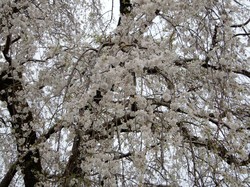 3月29日の原間のイトザクラの開花状況