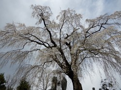 4月1日の原間のイトザクラの開花状況