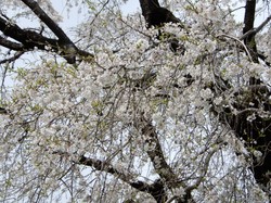 4月1日の原間のイトザクラの開花状況