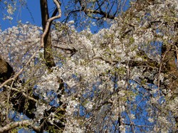 4月3日の原間のイトザクラの開花状況