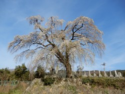 4月5日の原間のイトザクラの開花状況