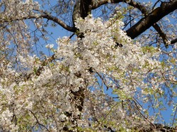 4月5日の原間のイトザクラの開花状況