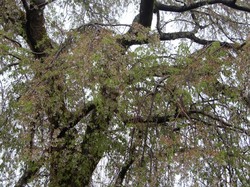 4月8日の原間のイトザクラの開花状況