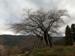 3月23日本郷の千年桜の開花状況