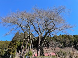 開花状況：3月27日