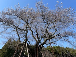 開花状況：4月1日