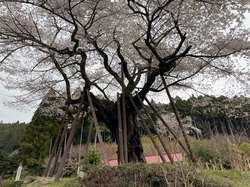 開花状況：4月5日