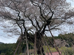 開花状況：4月8日