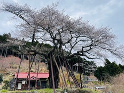 開花状況：3月31日