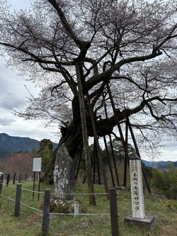開花状況：4月2日
