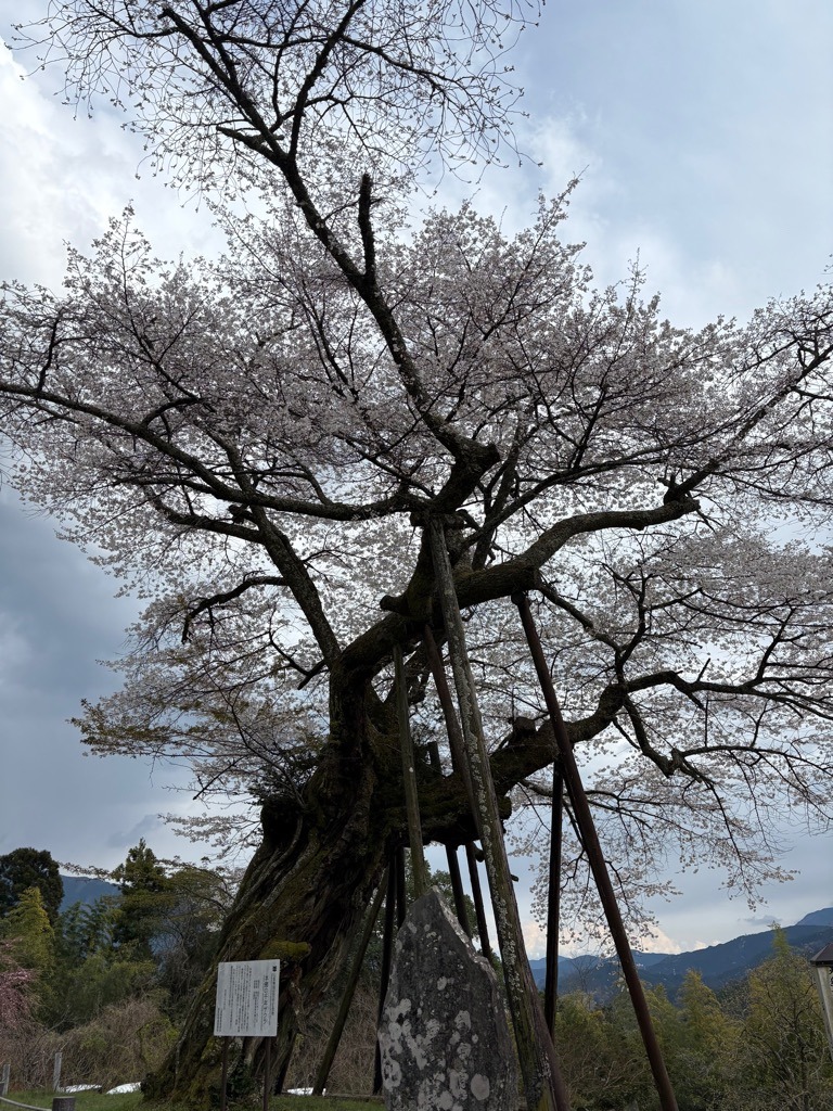 開花状況：4月4日