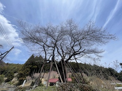 千年桜20260319