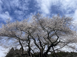 千年桜20260326