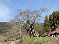 3月22日の本郷の千年桜の開花状況