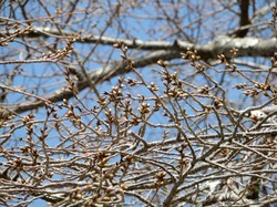 3月22日の本郷の千年桜の開花状況