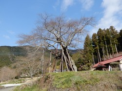 3月25日の本郷の千年桜の開花状況