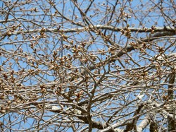 3月25日の本郷の千年桜の開花状況