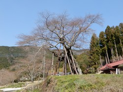 3月27日の本郷の千年桜の開花状況