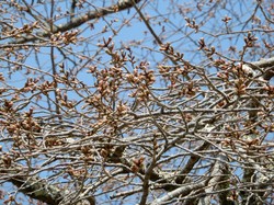 3月27日の本郷の千年桜の開花状況