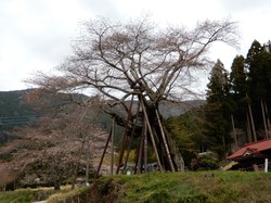 3月29日の本郷の千年桜の開花状況