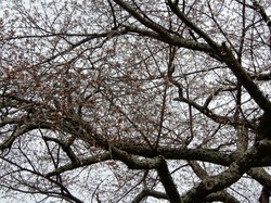 3月29日の本郷の千年桜の開花状況