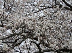 4月1日の本郷の千年桜の開花状況