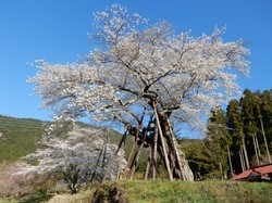 4月3日の本郷の千年桜の開花状況