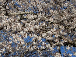 4月3日の本郷の千年桜の開花状況