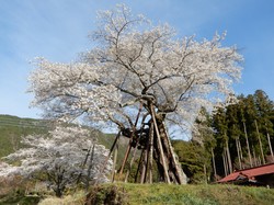 4月5日の本郷の千年桜の開花状況