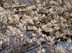 4月5日の本郷の千年桜の開花状況