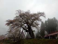 4月8日の本郷の千年桜の開花状況