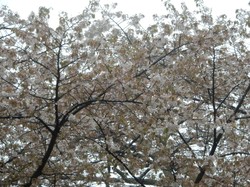 4月8日の本郷の千年桜の開花状況