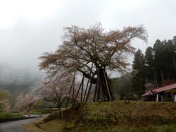 4月10日の本郷の千年桜の開花状況