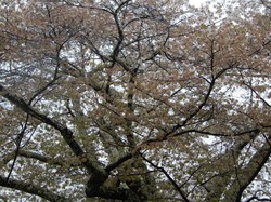 4月10日の本郷の千年桜の開花状況