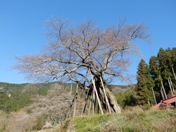 3月25日の千年桜の開花状況