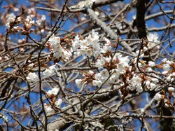 3月25日の千年桜の開花状況